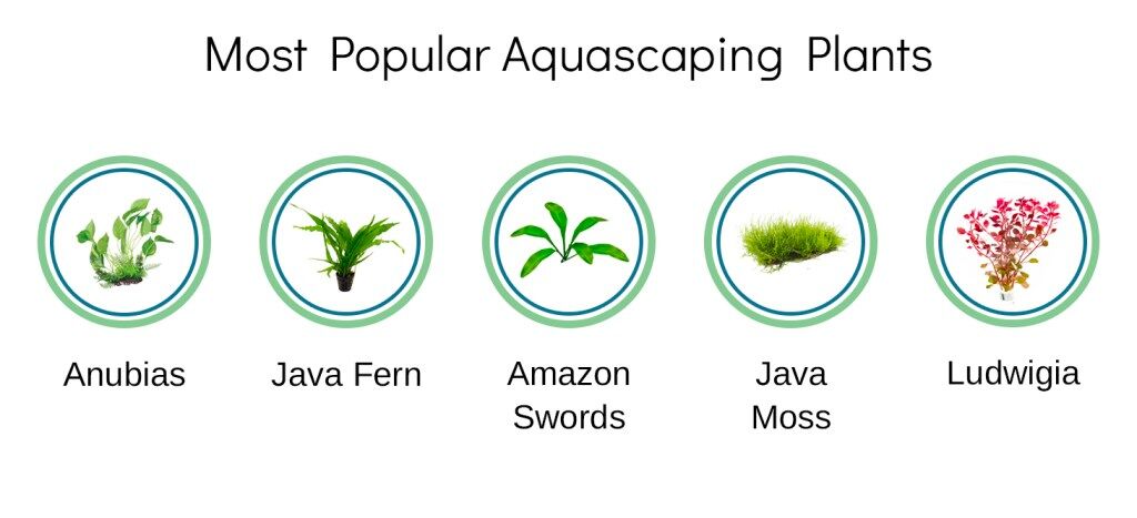 Aquarium Friend survey, plants